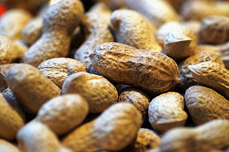 closeup photography of brown peanuts thumbnail