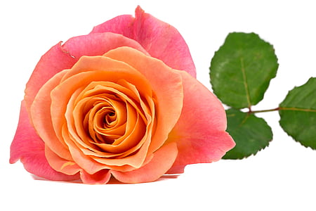 pink and orange rose flower thumbnail