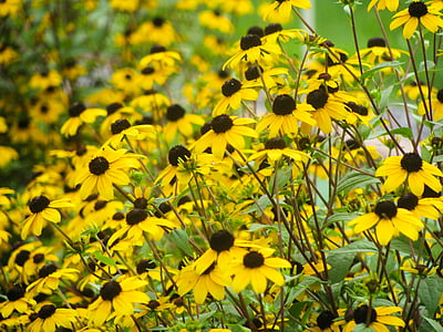 yellow black-eyed susan flowers thumbnail