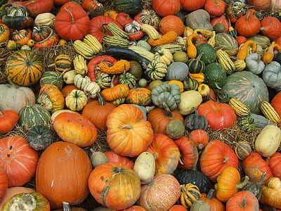 bunch of pumpkins thumbnail