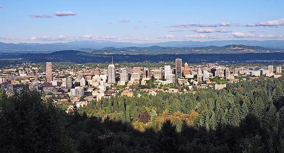 tall trees near city buildings thumbnail