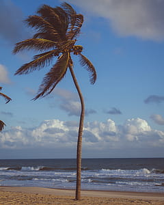 Coconut Palm Tree Near Sea thumbnail