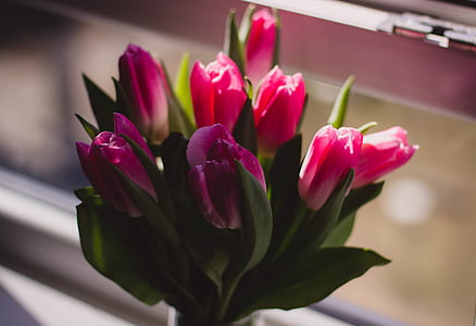 shallow focus photography of pink flower thumbnail