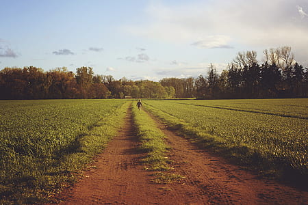 people standing on road near bushes during daytime thumbnail