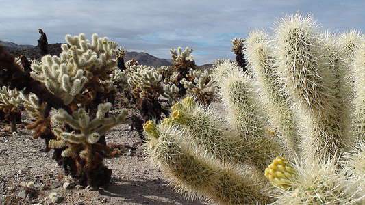 lot of green cactus on ground at daytime thumbnail