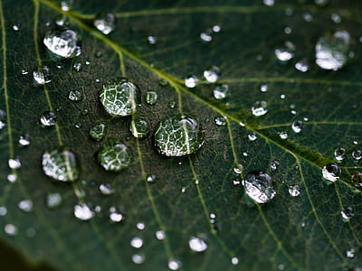 closeup photography of water dew on green leaf thumbnail