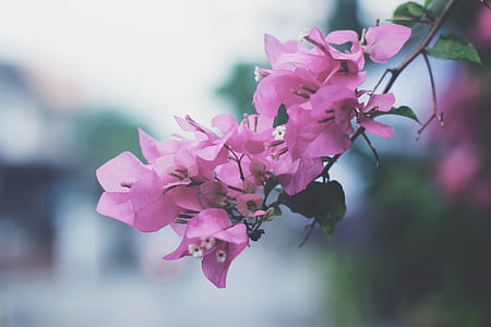 selective focus photography of pink bougainvillea thumbnail