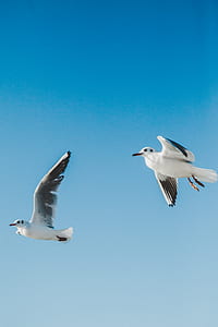 two seagulls flying in the sky thumbnail