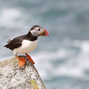 focus photo of Atlantic puffin thumbnail