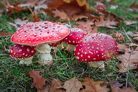 Matryoshka, Red Fly Agaric Mushroom thumbnail