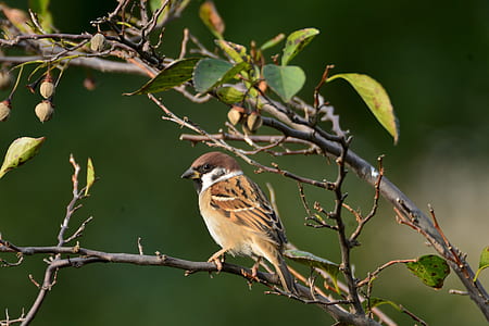 brown and white bird on tree branch thumbnail