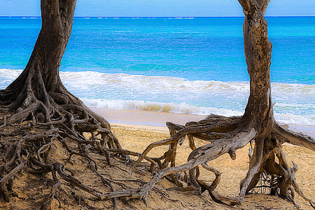 two trees on sea shore thumbnail
