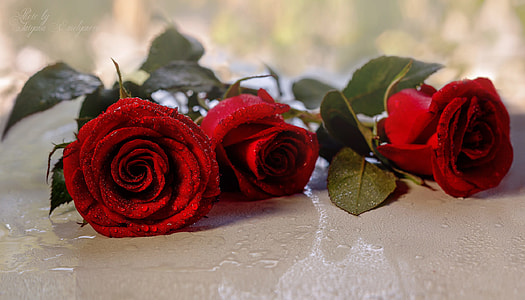 three red roses on brown surface thumbnail