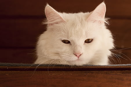 shallow focus photo of white cat thumbnail
