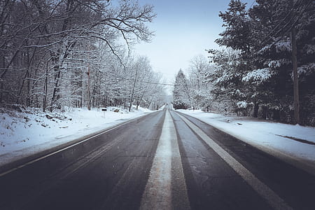 road between snow capped trees thumbnail