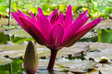 pink waterlily flower on water blooming closeup photography thumbnail
