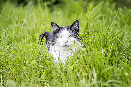 cat lying on grass thumbnail