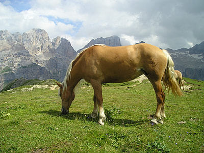 beige and white horse eating grass on hill near rock mountains thumbnail