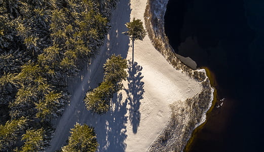 aerial photography of trees front of sea during daytime thumbnail