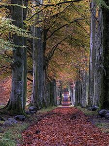 green and brown leafed tree thumbnail