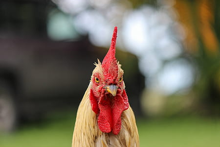 Selective Focus Photography of Rooster's Head thumbnail