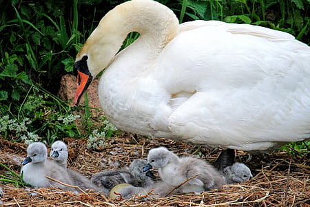 swan and chick on nest thumbnail