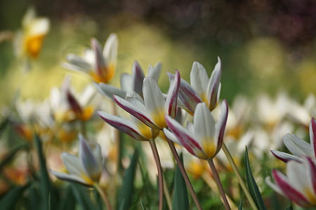 selective photography of flowers thumbnail