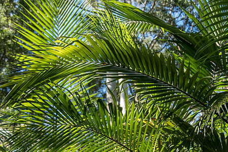 palm, bangalow palm, frond, rain forest, forest, australia thumbnail