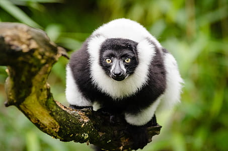 Black and White Animal on Top of Tree Branch during Daytime thumbnail