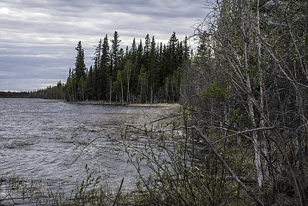 Shoreline with trees at Chan lake Territorial Park thumbnail