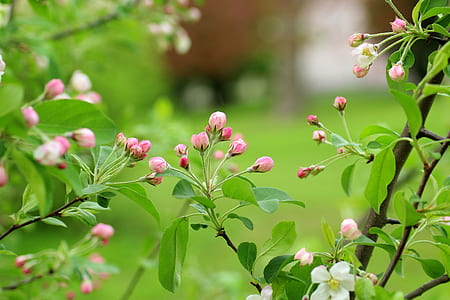 shallow focus photography of pink flowers thumbnail