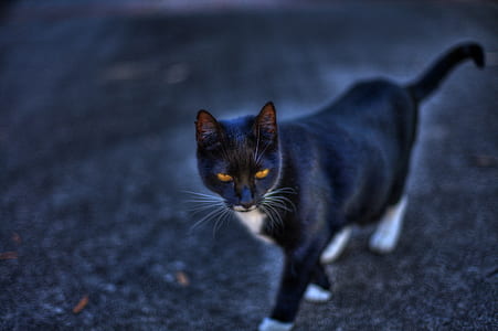 short-fur black cat thumbnail
