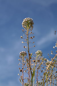 white petaled flower under blue sky thumbnail