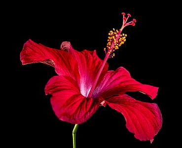 red hibiscus thumbnail