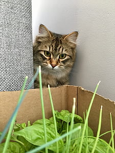 brown tabby cat near box thumbnail