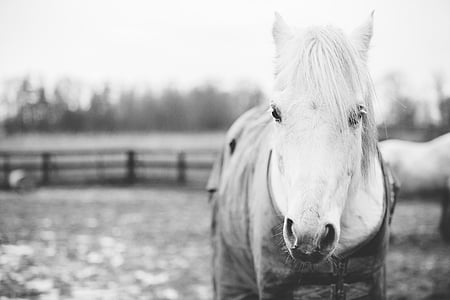 grayscale photography of horse thumbnail