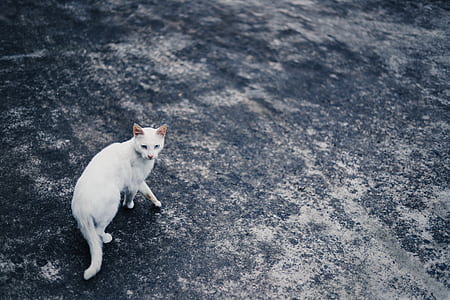 white cat walking on ground thumbnail