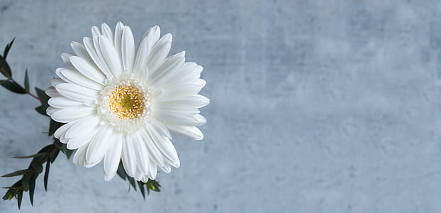selective focus photography of white daisy flower thumbnail