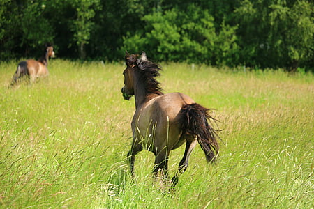brown horse running on grass field during daytime thumbnail