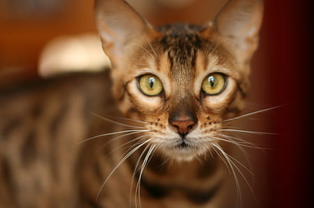 selective focus photo of brown tabby cat thumbnail