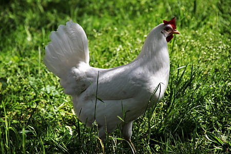 white chicken standing on grass field thumbnail