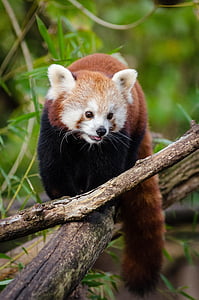 animal on tree thumbnail