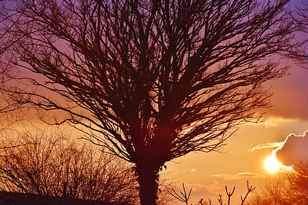 silhoutte of bared tree thumbnail