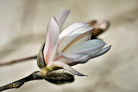 white magnolia flower close up photo thumbnail