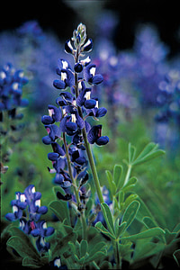 shallow focus photography of purple flowers thumbnail