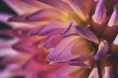 Macro shot of chrysanthemum flower thumbnail