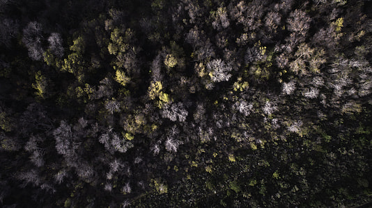 aerial view of trees thumbnail