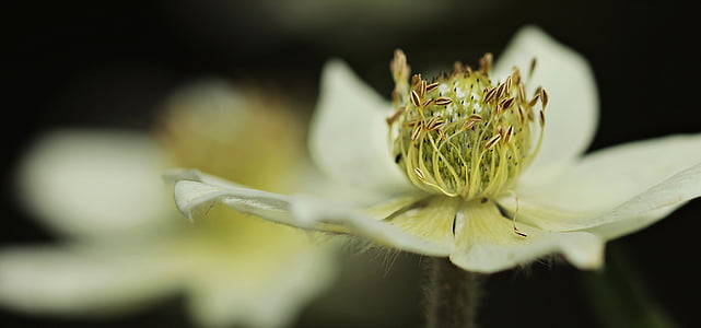 white flower selective-focus photography thumbnail