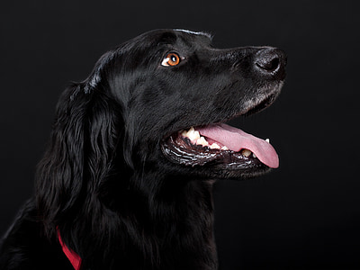 adult black flat-coated retriever close-up photography thumbnail