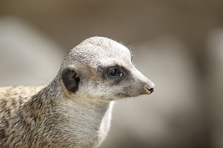 shallow focus ferret thumbnail